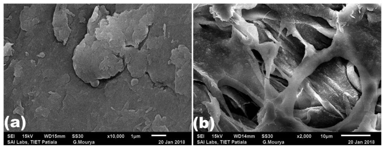 Development of chitosan-catechol conjugates as mucoadhesive polymer: assessment of acute oral toxicity in mice.