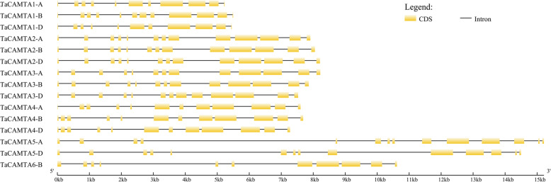 Genome-wide identification and expression analysis of the calmodulin-binding transcription activator (CAMTA) gene family in wheat (Triticum aestivum L.).