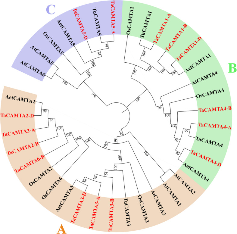Genome-wide identification and expression analysis of the calmodulin-binding transcription activator (CAMTA) gene family in wheat (Triticum aestivum L.).