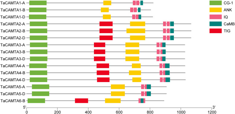 Genome-wide identification and expression analysis of the calmodulin-binding transcription activator (CAMTA) gene family in wheat (Triticum aestivum L.).