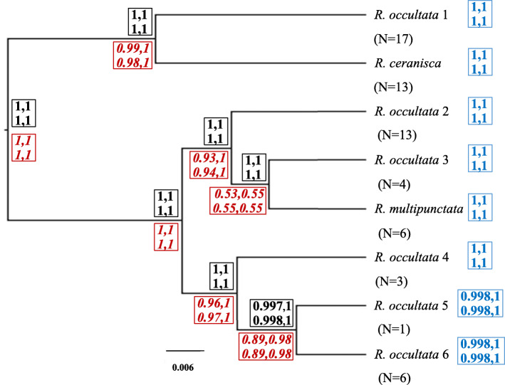 Species delimitation in the cyanolichen genus Rostania.