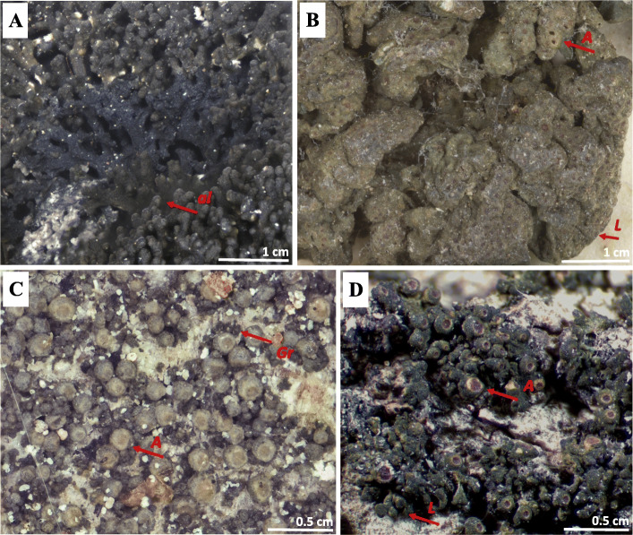 Species delimitation in the cyanolichen genus Rostania.