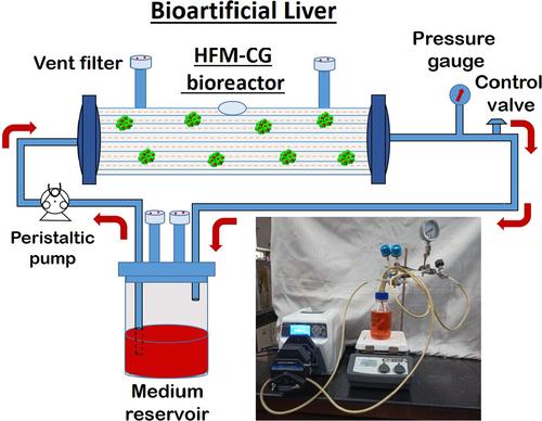 Hollow fibre membrane bioreactor functionalized with GO-cryogel 3D matrix promotes liver cell anchoring and their functional maintenance