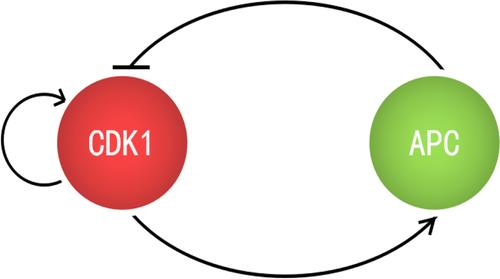 Bifurcation and oscillatory dynamics of delayed CDK1-APC feedback loop