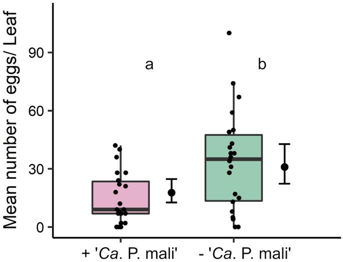 The phytopathogen ‘Candidatus Phytoplasma mali’ alters apple tree phloem composition and affects oviposition behavior of its vector Cacopsylla picta