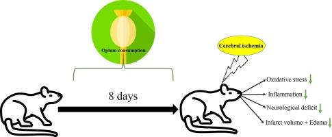 Opium consumption exerts protective effect against cerebral ischemia through reducing inflammation and enhancing antioxidant defense in male rats