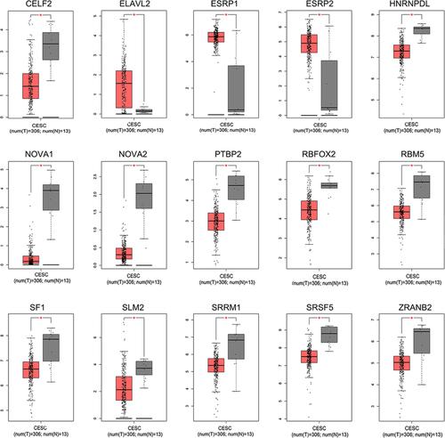 Prognostic alternative splicing signature in cervical squamous cell carcinoma