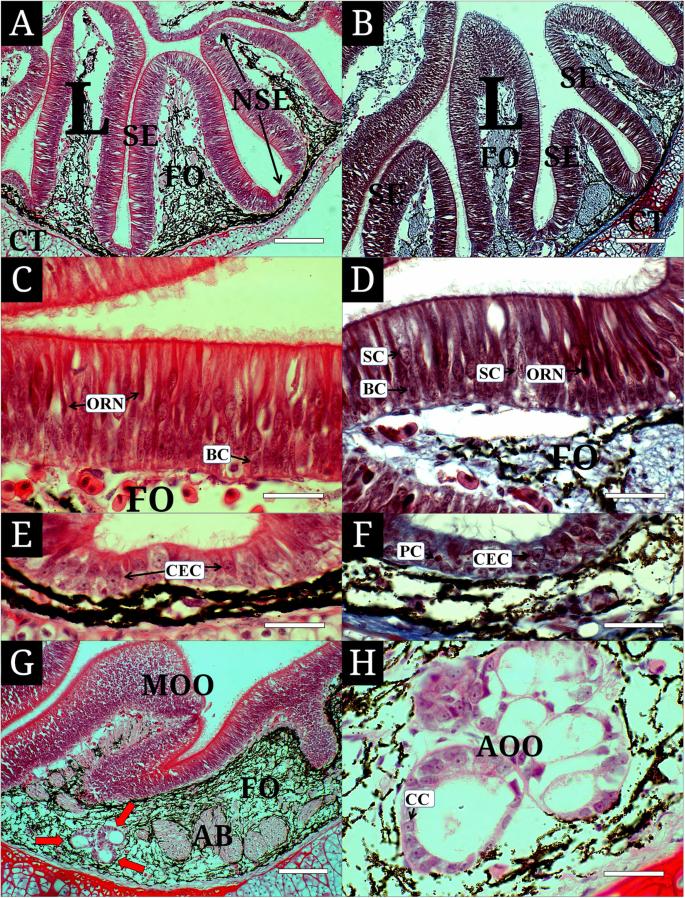 Microscopic research on the olfactory organ of the Far Eastern brook lamprey Lethenteron reissneri (Pisces, Petromyzontidae)