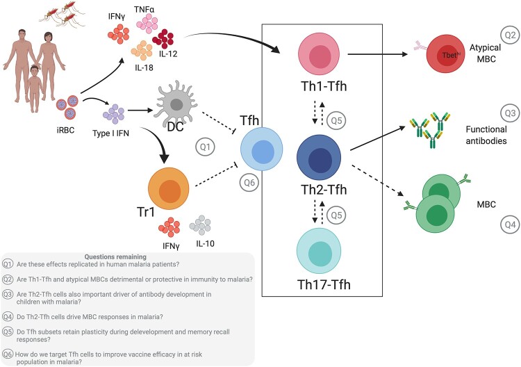 T-follicular helper cells in malaria infection and roles in antibody induction.