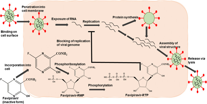 Efficacy and Safety of New and Emerging Drugs for COVID-19: Favipiravir and Dexamethasone.