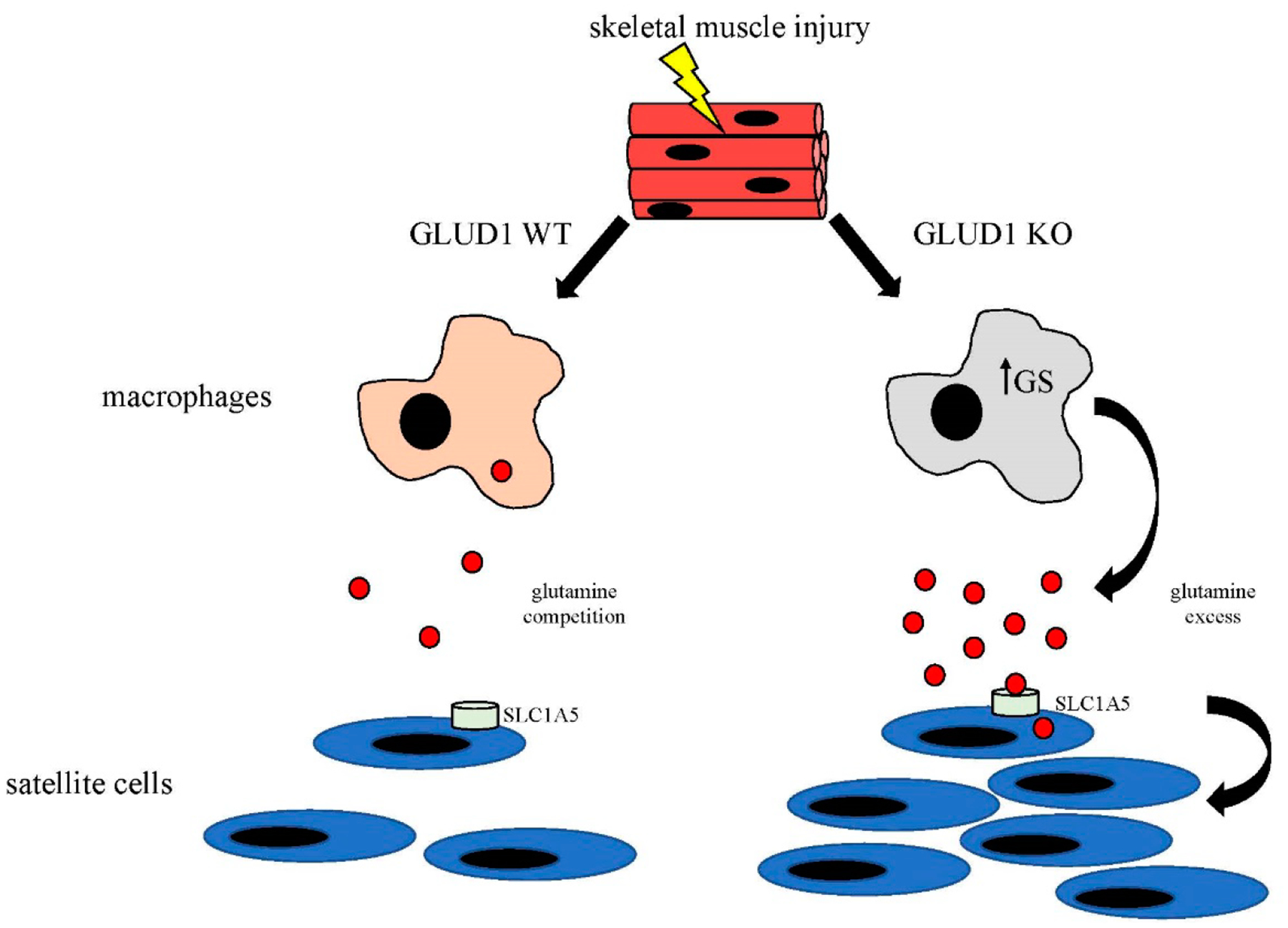 Macrophages Fuel Skeletal Muscle Regeneration.