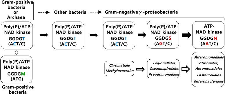 Polyphosphate-dependent nicotinamide adenine dinucleotide (NAD) kinase: A novel missing link in human mitochondria.