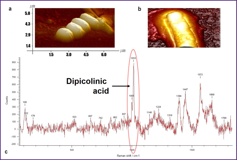 Learning from Nature: Bacterial Spores as a Target for Current Technologies in Medicine (Review).