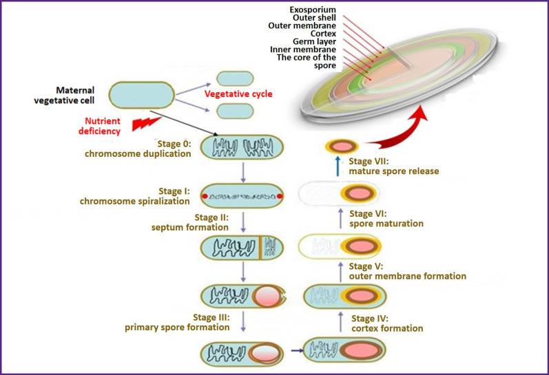 Learning from Nature: Bacterial Spores as a Target for Current Technologies in Medicine (Review).