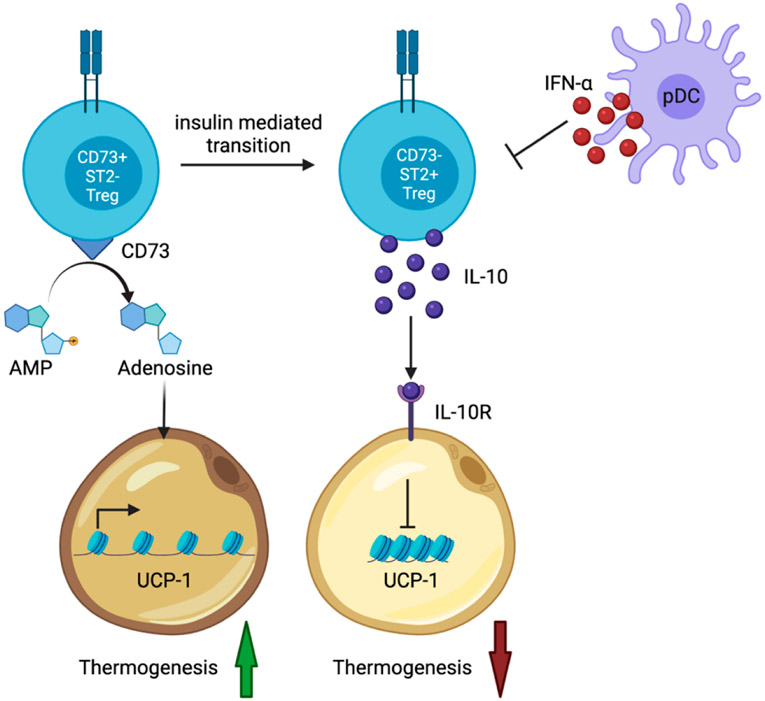 T Regulatory Cells in the Visceral Adipose Tissues.