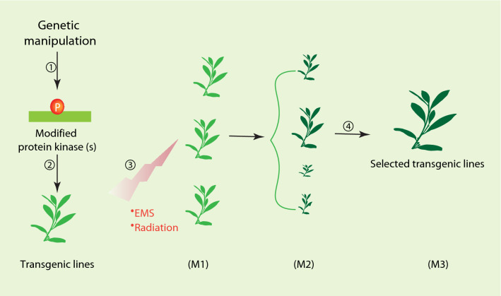 Reprogramming plant specialized metabolism by manipulating protein kinases