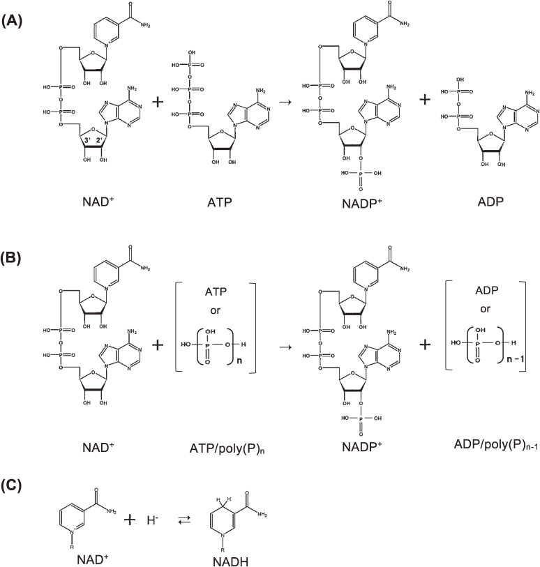 Polyphosphate-dependent nicotinamide adenine dinucleotide (NAD) kinase: A novel missing link in human mitochondria.