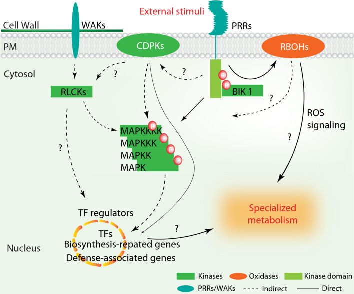 Reprogramming plant specialized metabolism by manipulating protein kinases