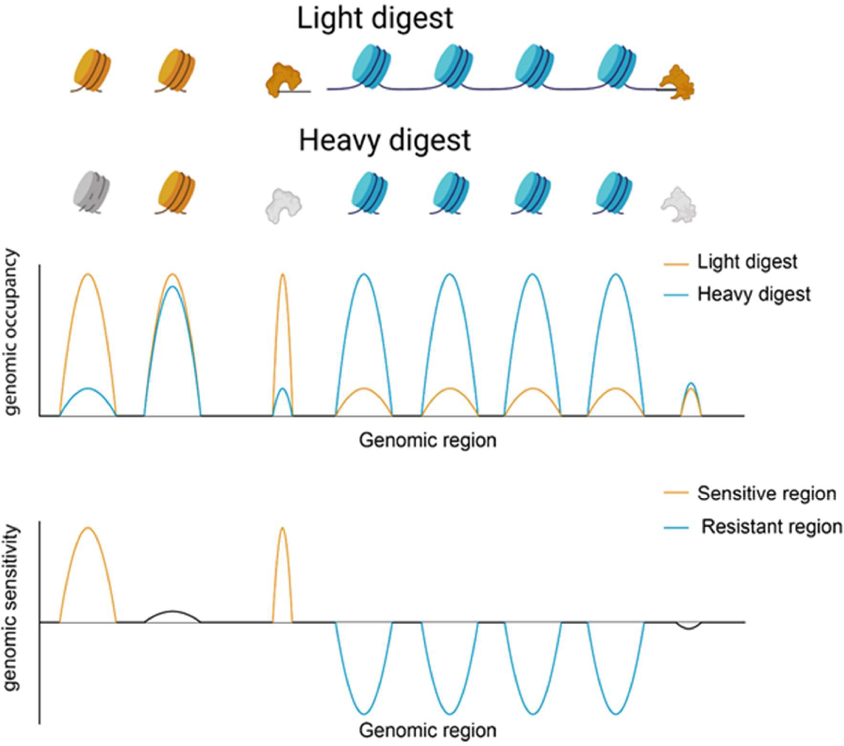 Chromatin dynamics: Nucleosome occupancy and sensitivity as determinants of gene expression and cell fate.