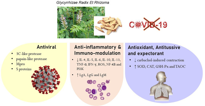 Licorice: A Potential Herb in Overcoming SARS-CoV-2 Infections.