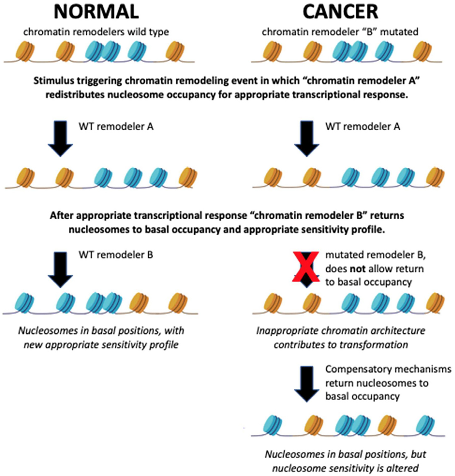 Chromatin dynamics: Nucleosome occupancy and sensitivity as determinants of gene expression and cell fate.