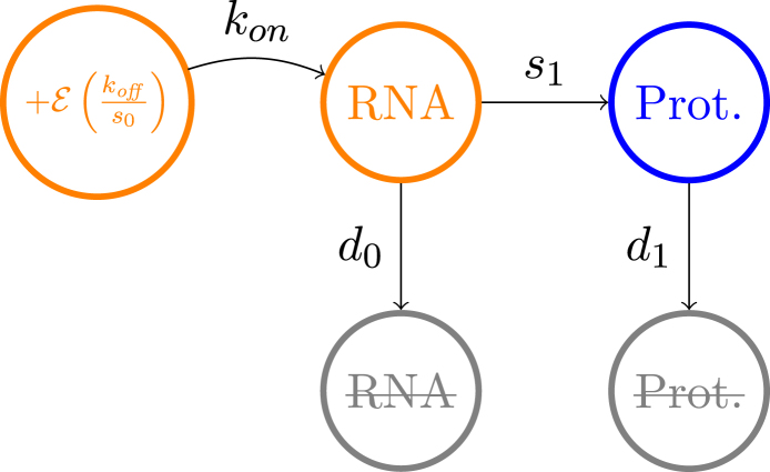 Reverse engineering of a mechanistic model of gene expression using metastability and temporal dynamics.