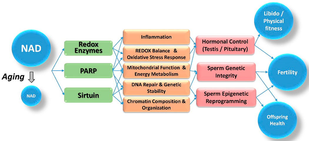 Metabolism in Male Reproductive Aging.