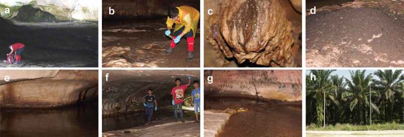 Fungal communities in bat guano, speleothem surfaces, and cavern water in Madai cave, Northern Borneo (Malaysia).