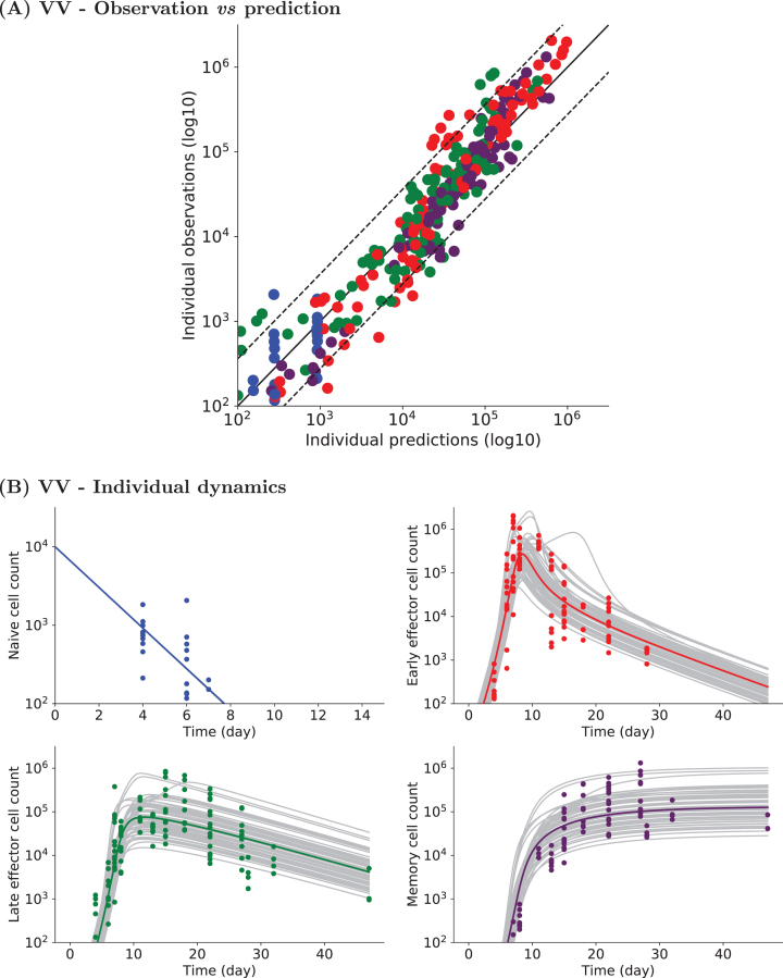 Modeling and characterization of inter-individual variability in CD8 T cell responses in mice.