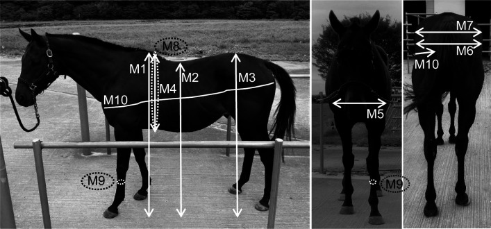 Body measurement of riding horses with a versatile tablet-type 3D scanning device.