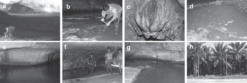 Fungal communities in bat guano, speleothem surfaces, and cavern water in Madai cave, Northern Borneo (Malaysia).