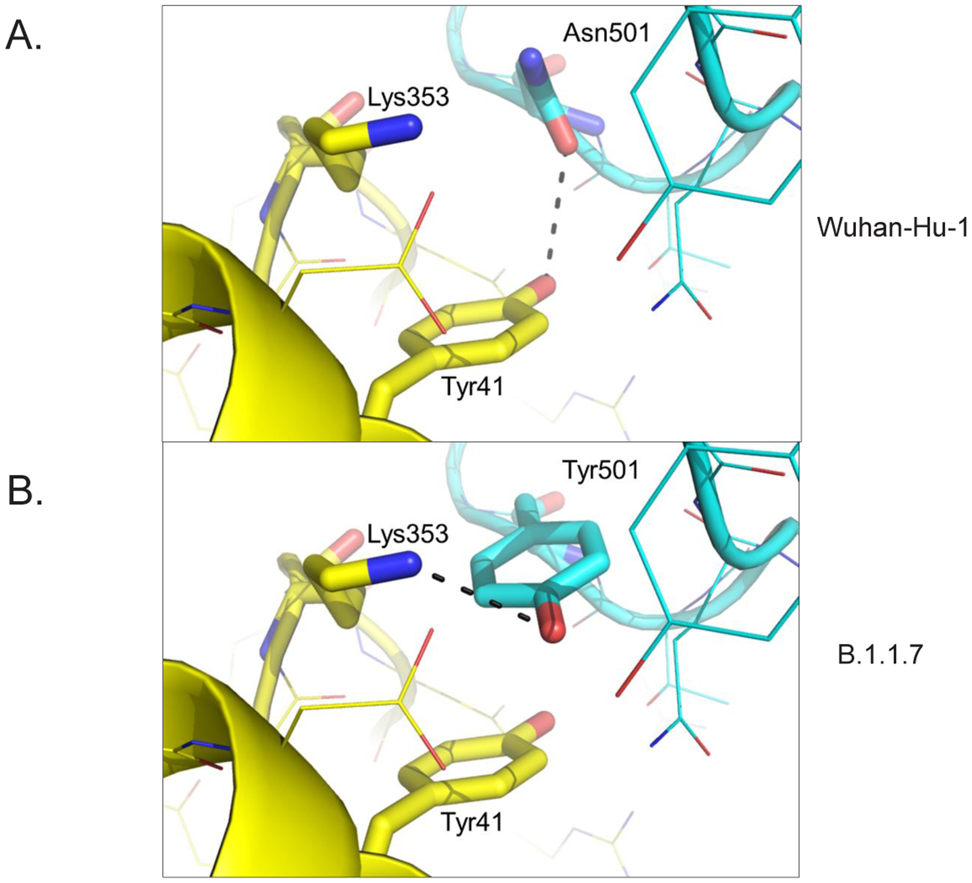 Structural Consequences of Variation in SARS-CoV-2 B.1.1.7.