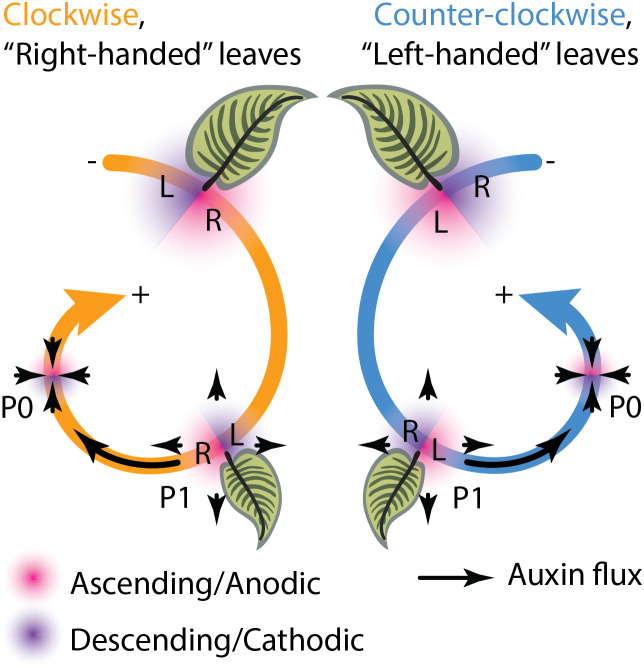 Directional phyllotactic bias in calatheas (<i>Goeppertia</i>, Marantaceae): A citizen science approach.