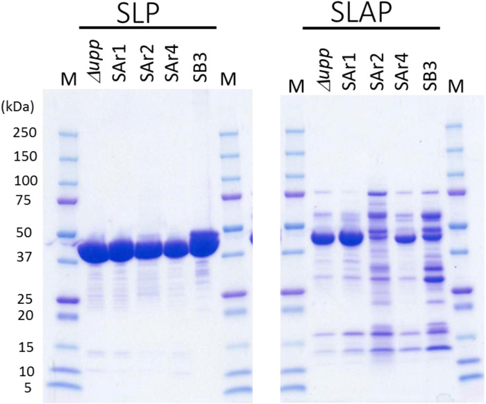 Functional role of surface layer proteins of <i>Lactobacillus acidophilus</i> L-92 in stress tolerance and binding to host cell proteins.