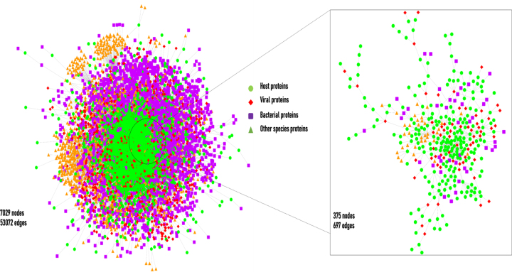 Network analysis of host-pathogen protein interactions in microbe induced cardiovascular diseases.