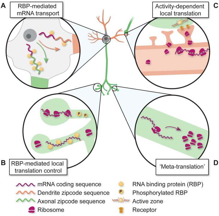 A Picture Worth a Thousand Molecules-Integrative Technologies for Mapping Subcellular Molecular Organization and Plasticity in Developing Circuits.