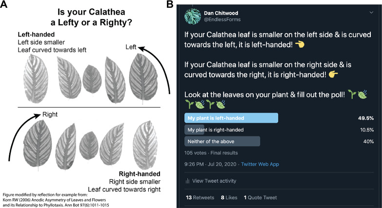 Directional phyllotactic bias in calatheas (<i>Goeppertia</i>, Marantaceae): A citizen science approach.