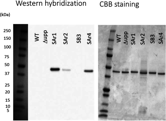 Functional role of surface layer proteins of <i>Lactobacillus acidophilus</i> L-92 in stress tolerance and binding to host cell proteins.