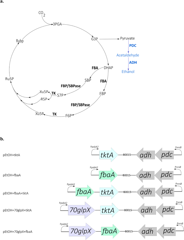 Engineered cyanobacteria with additional overexpression of selected Calvin-Benson-Bassham enzymes show further increased ethanol production