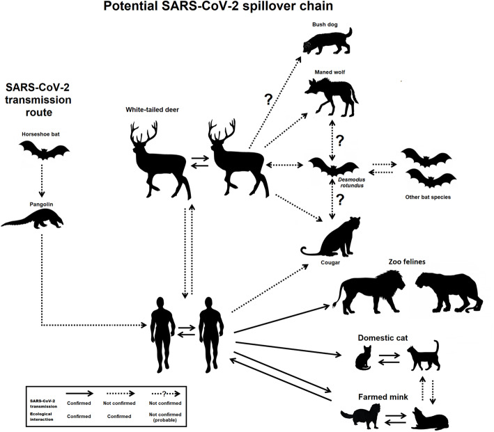 Prediction of SARS-CoV-2 hosts among Brazilian mammals and new coronavirus transmission chain using evolutionary bioinformatics.