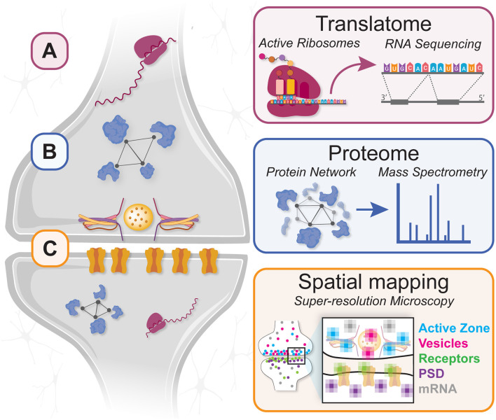 A Picture Worth a Thousand Molecules-Integrative Technologies for Mapping Subcellular Molecular Organization and Plasticity in Developing Circuits.