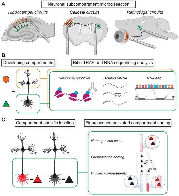 A Picture Worth a Thousand Molecules-Integrative Technologies for Mapping Subcellular Molecular Organization and Plasticity in Developing Circuits.