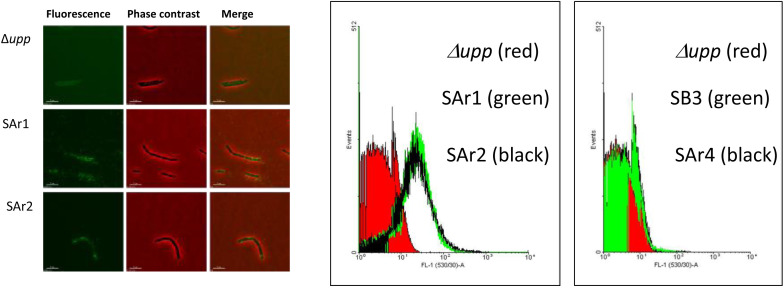 Functional role of surface layer proteins of <i>Lactobacillus acidophilus</i> L-92 in stress tolerance and binding to host cell proteins.