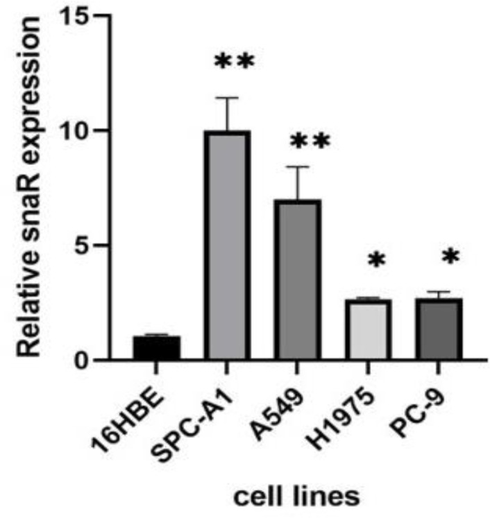 Long Non-coding RNA snaR Promotes Proliferation in EGFR Wild Type Non-Small Cell Lung Cancer Cells.