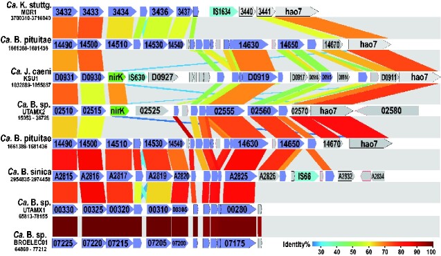 The physiological potential of anammox bacteria as revealed by their core genome structure.