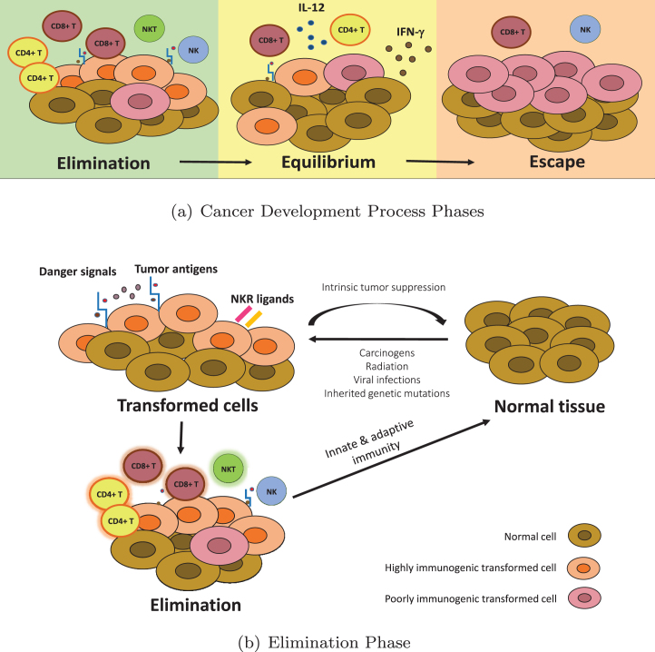 Cancer immunoediting: A game theoretical approach.