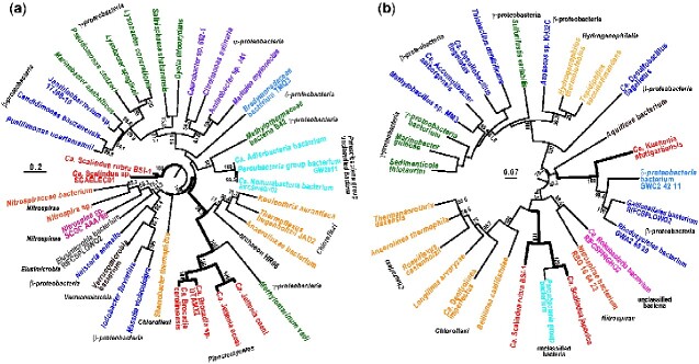 The physiological potential of anammox bacteria as revealed by their core genome structure.