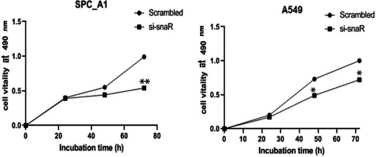 Long Non-coding RNA snaR Promotes Proliferation in EGFR Wild Type Non-Small Cell Lung Cancer Cells.