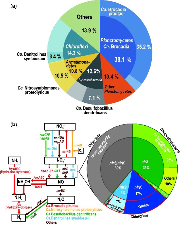 The physiological potential of anammox bacteria as revealed by their core genome structure.