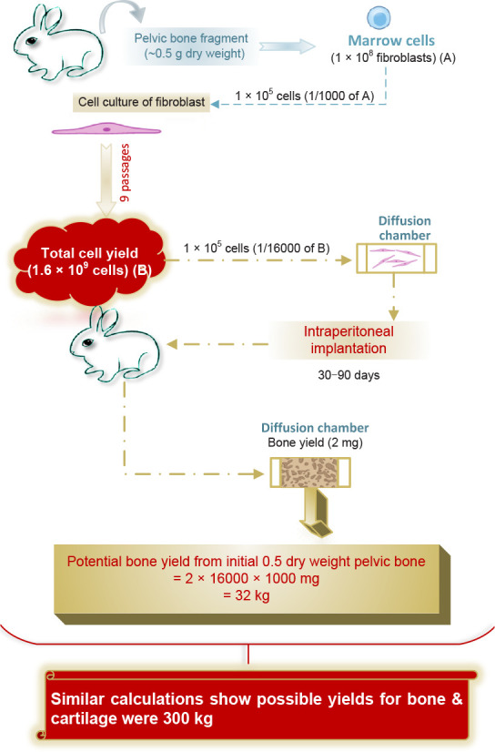 A brief history of the development of stromal stem cells (stem cells of the skeleton).